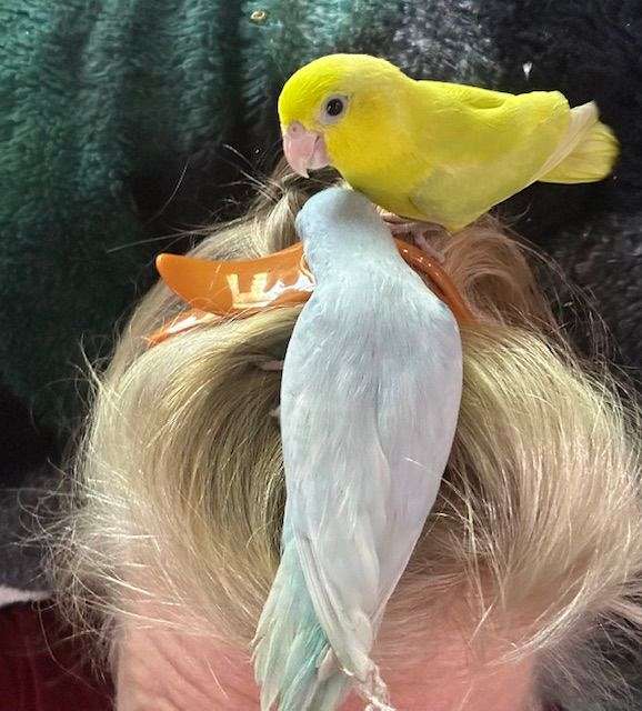 pacific-parrotlet-for-sale