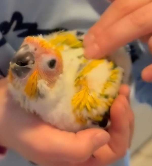 sun-conure-for-sale
