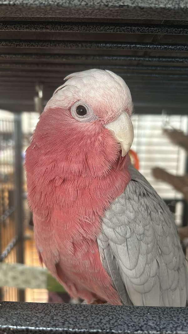 rose-breasted-cockatoo-for-sale-in-linwood-mi
