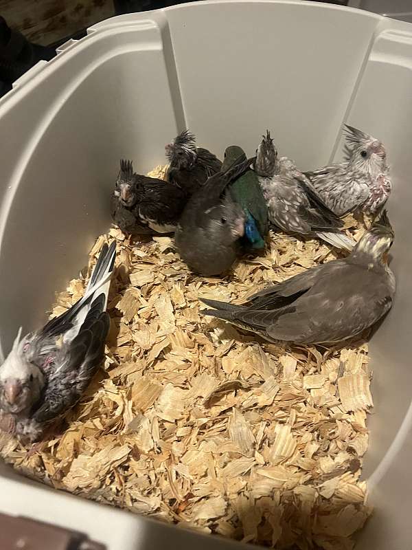 pearl-bird-for-sale-in-toney-al