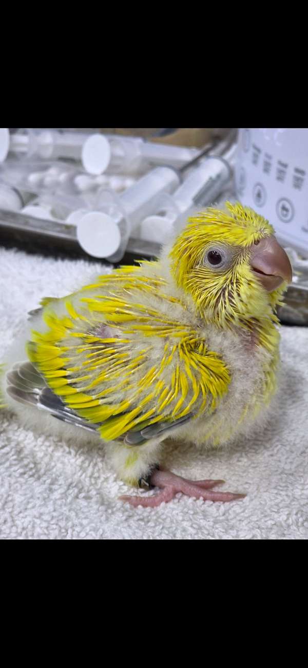 quaker-parrots-for-sale-in-toney-al