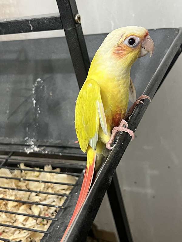 young-bird-for-sale-in-toney-al