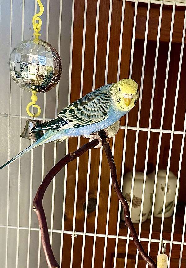 tame-bird-for-sale-in-warnerville-ny