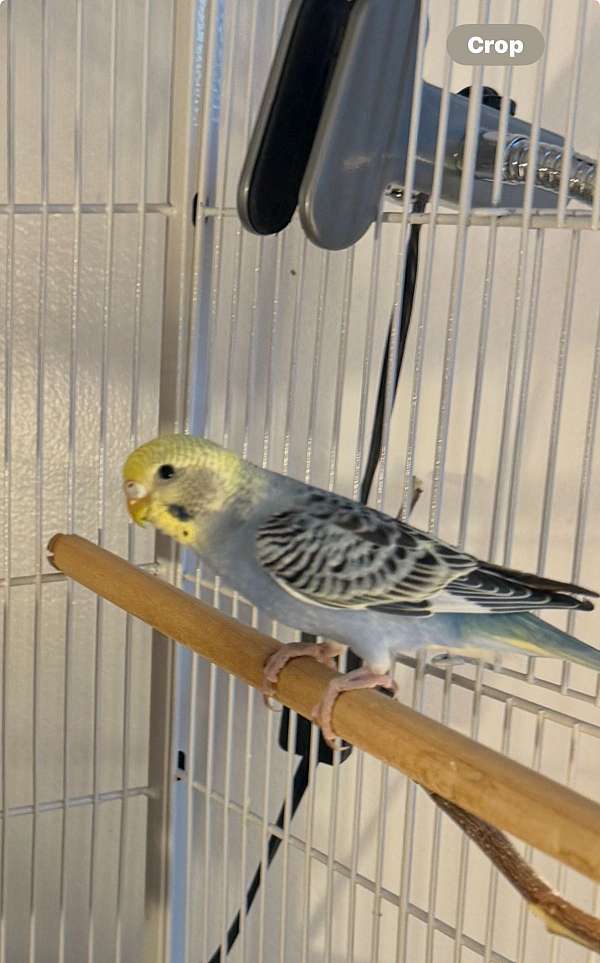 female-bird-for-sale-in-warnerville-ny