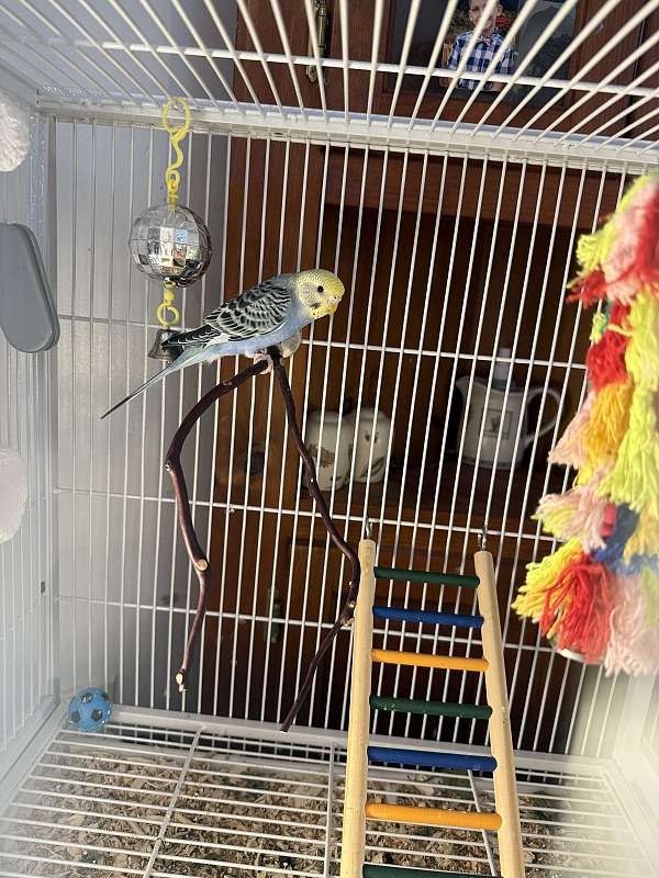 parakeet-for-sale