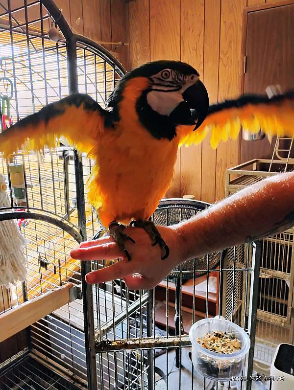 macaw-for-sale-in-la-plata-md