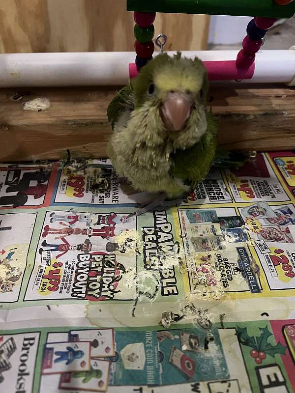 quaker-parrots-for-sale