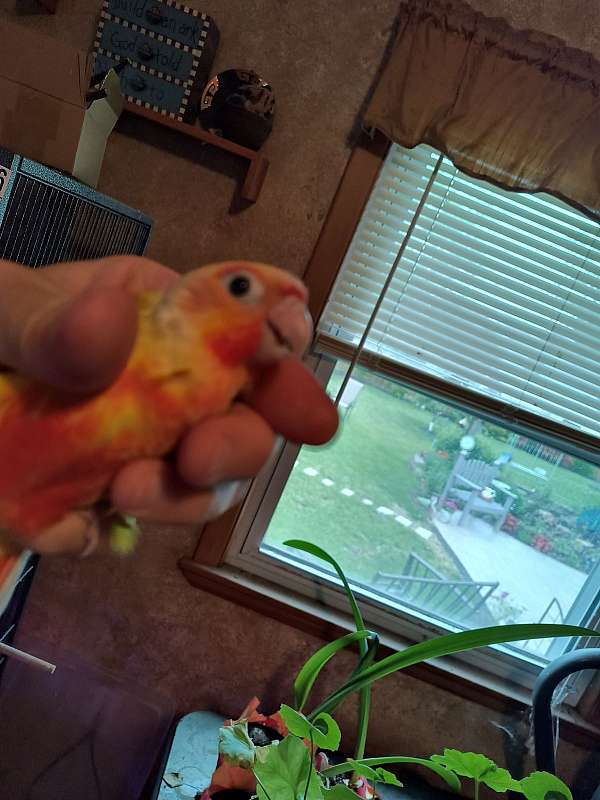 conure-for-sale