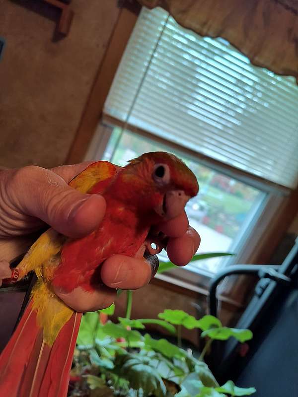 conure-for-sale