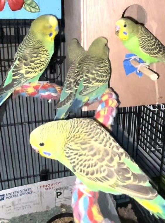 handfed-bird-for-sale-in-centreville-va