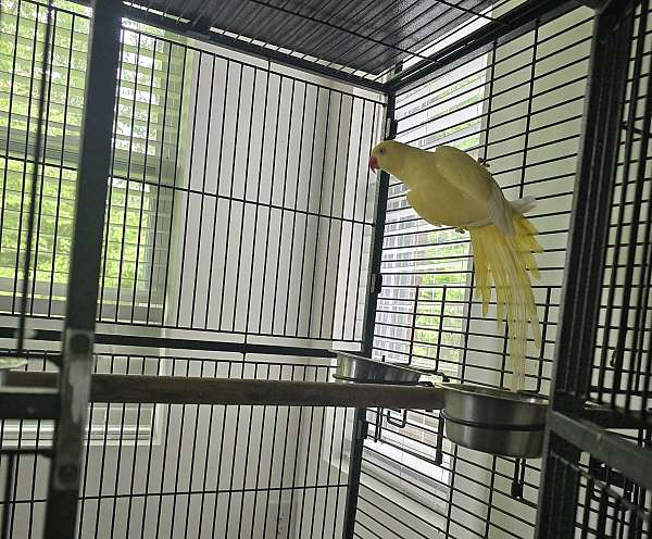 playful-bird-for-sale-in-monroe-oh