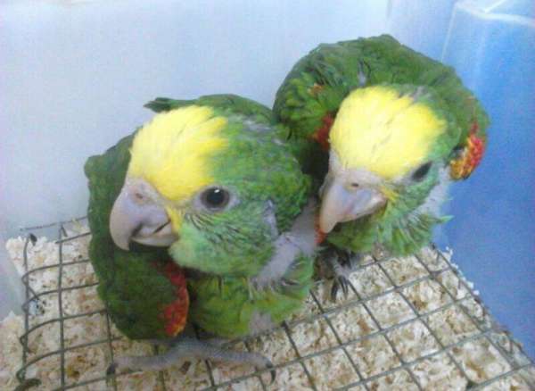 yellow-bird-for-sale-in-huntington-park-ca