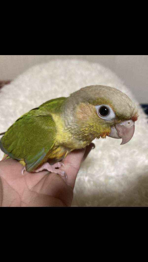pineapple-bird-for-sale-in-south-carolina