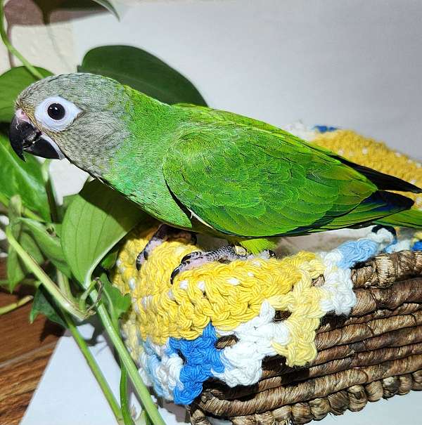 conure-dusky-conure-for-sale-in-california