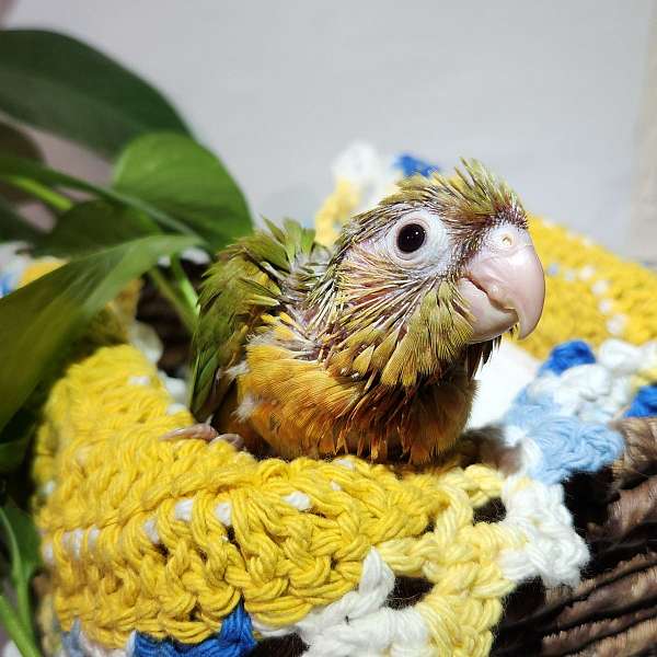 green-cheek-conure-for-sale-in-fallbrook-ca