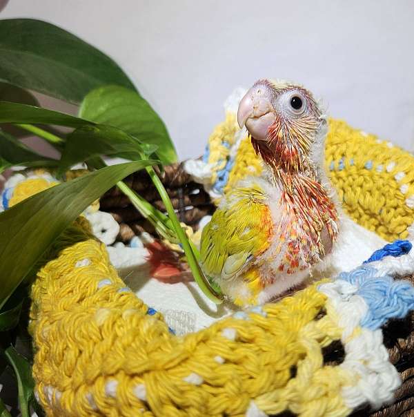 baby-bird-for-sale-in-fallbrook-ca
