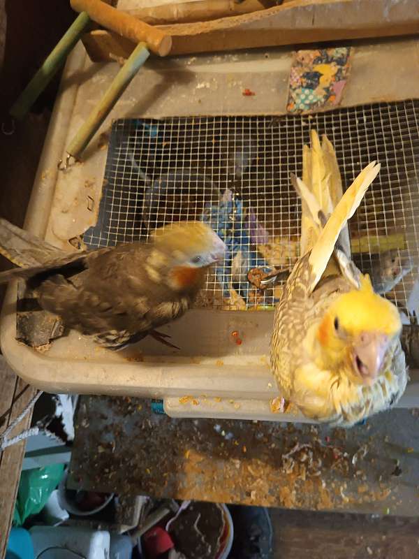 cockatiel-for-sale
