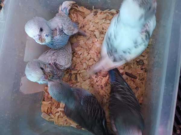parakeet-for-sale