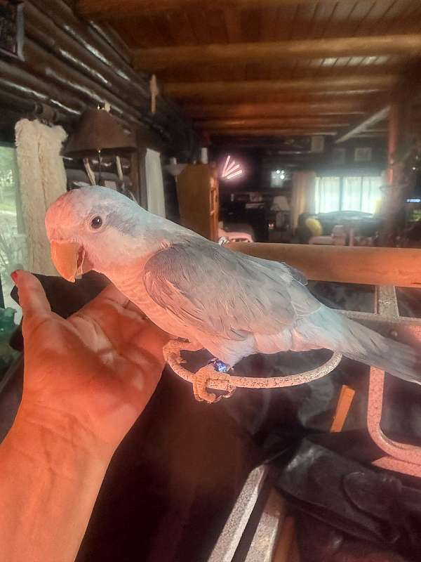 pet-tame-quaker-parrots-for-sale