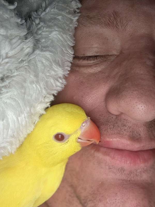 parakeet-for-sale