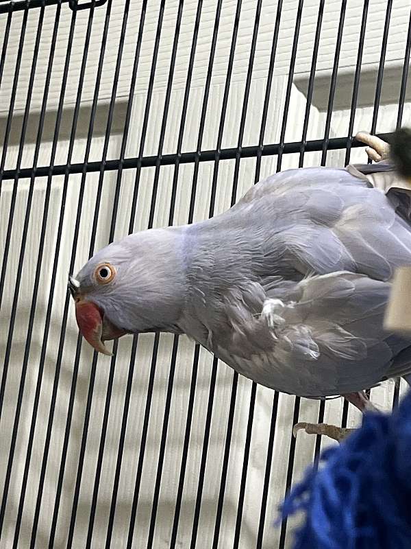 conure-for-sale-in-old-town-me