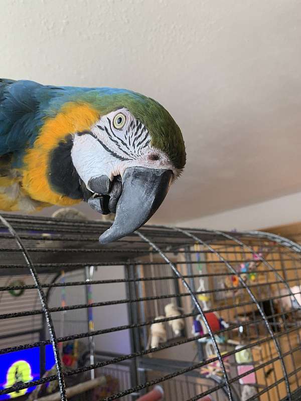 macaw-for-sale-in-sierra-vista-az