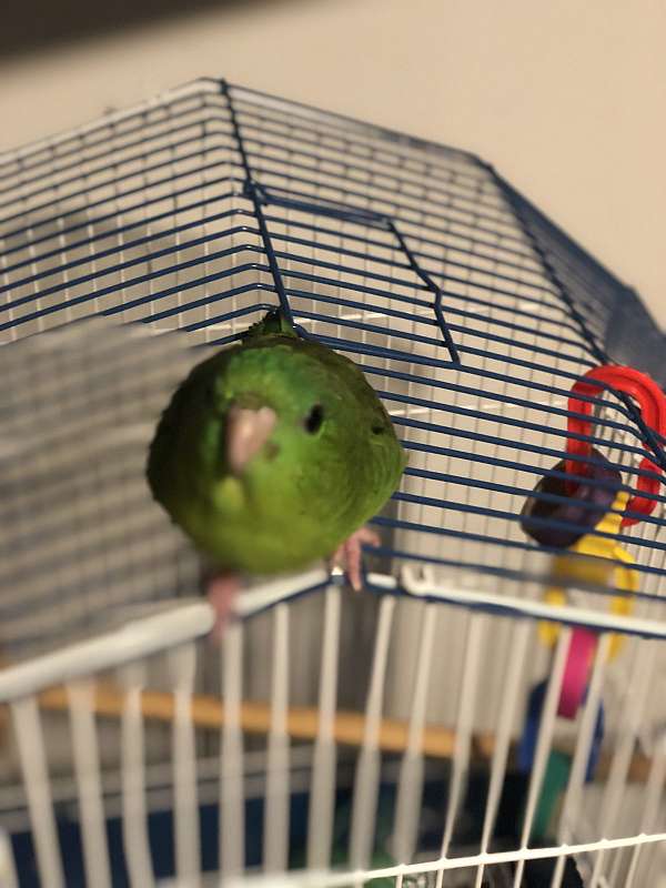 blue-parrot-for-sale