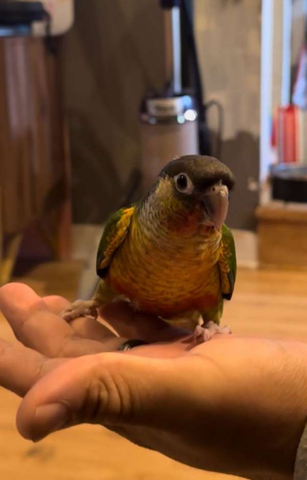 orange-parrot-for-sale