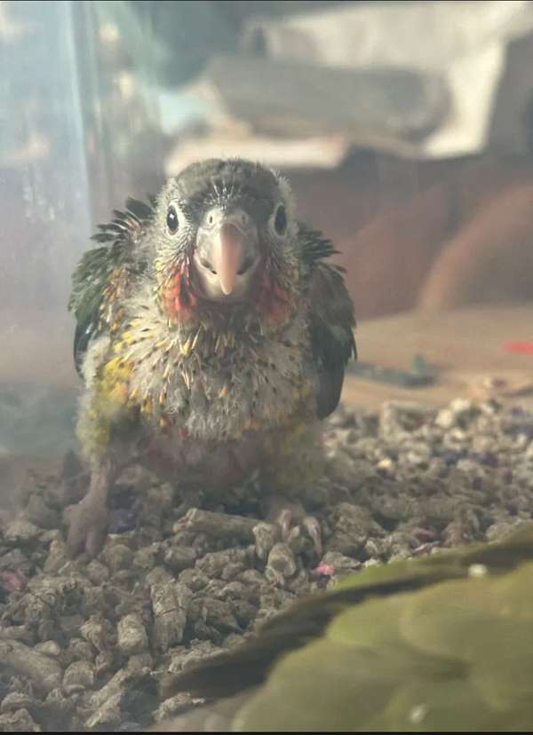 yellow-parrot-for-sale