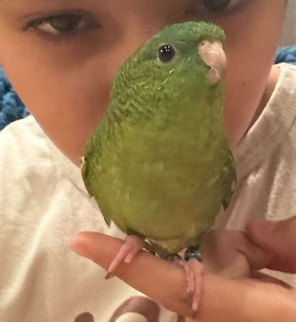 green-parrot-for-sale