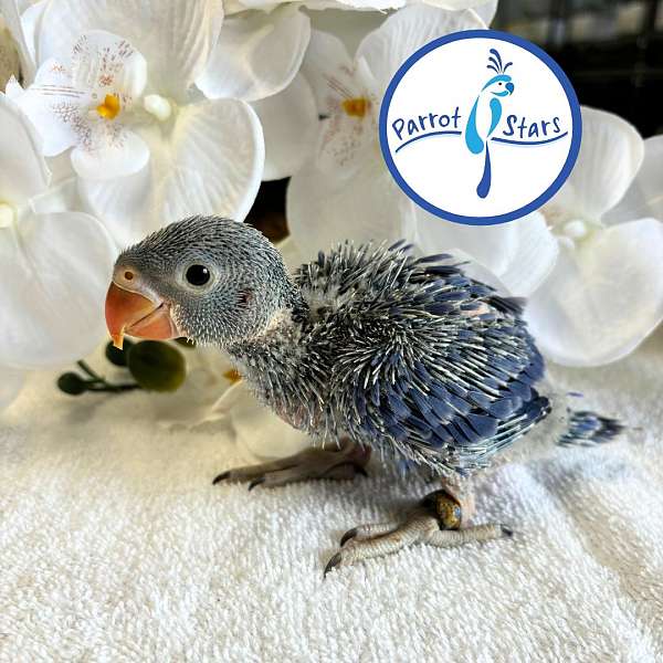ringneck-parakeet-for-sale