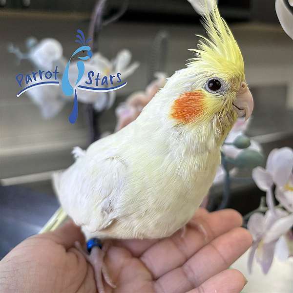 cockatiel-for-sale