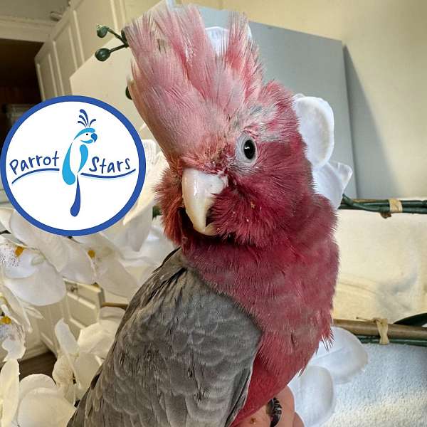 rose-breasted-cockatoo-for-sale