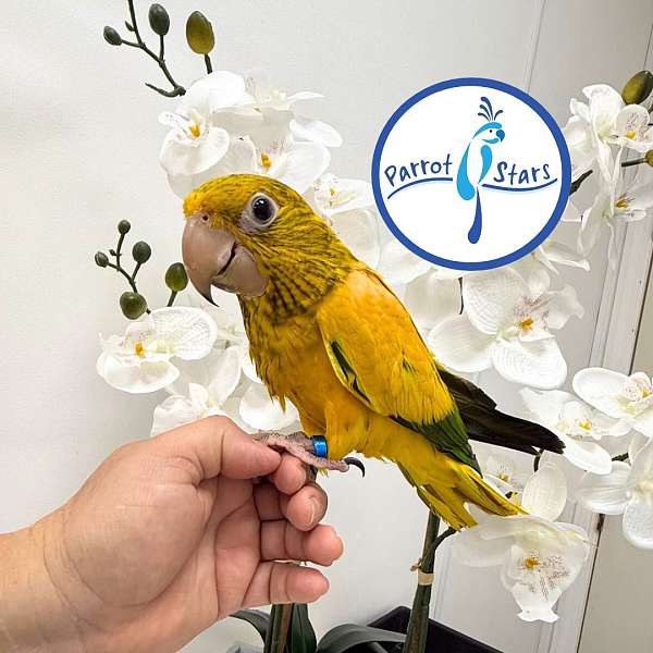 golden-conure-for-sale