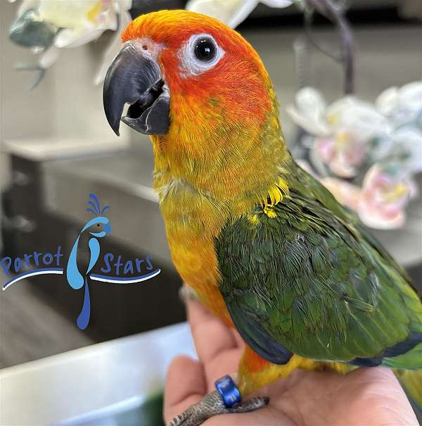 sun-conure-for-sale