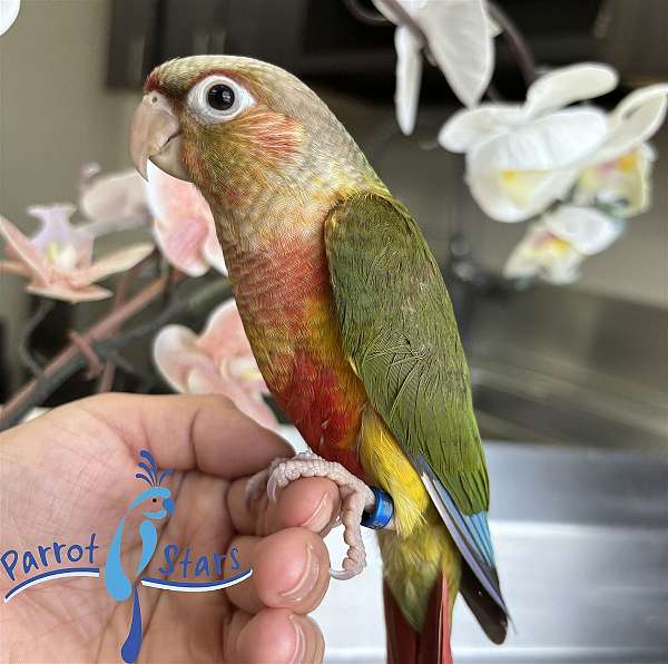 green-cheek-conure-for-sale