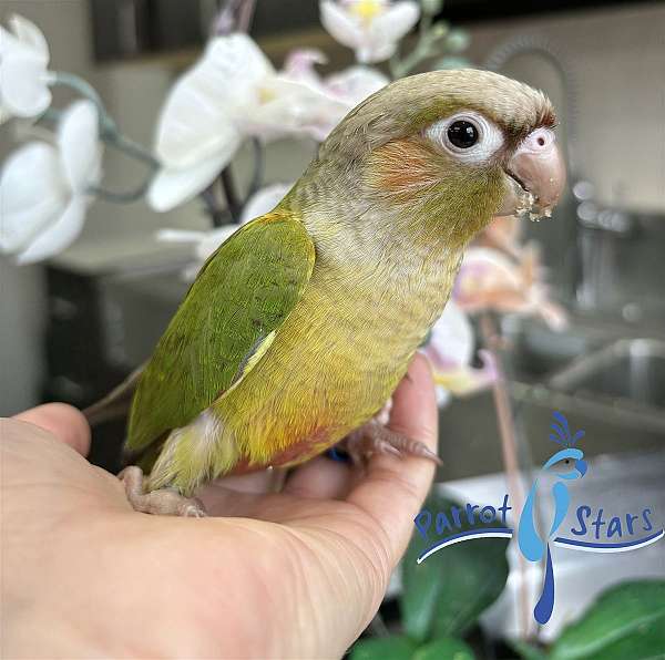 green-cheek-conure-for-sale