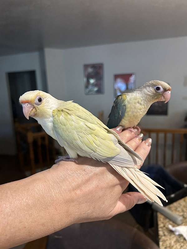 pineapple-bird-for-sale-in-layton-ut
