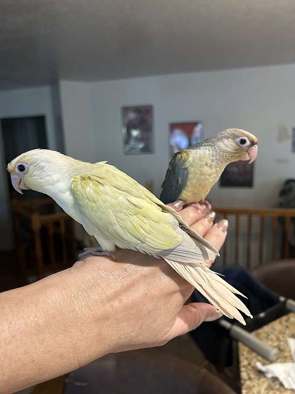 green-cheek-conure-for-sale