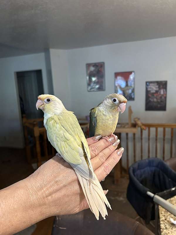 green-cheek-conure-for-sale-in-layton-ut