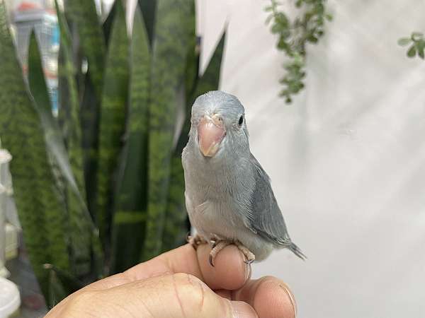 pacific-parrotlet-for-sale-in-hillside-nj