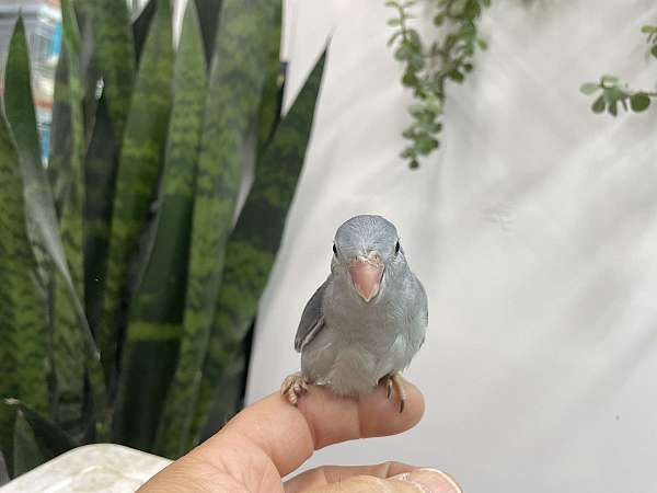 green-grey-bird-for-sale-in-hillside-nj