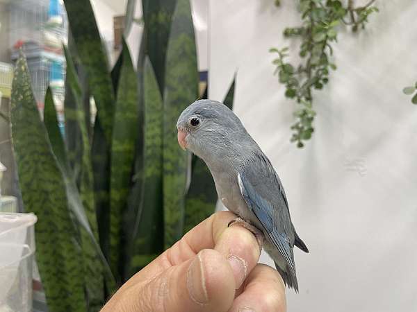 green-grey-rare-bird-for-sale