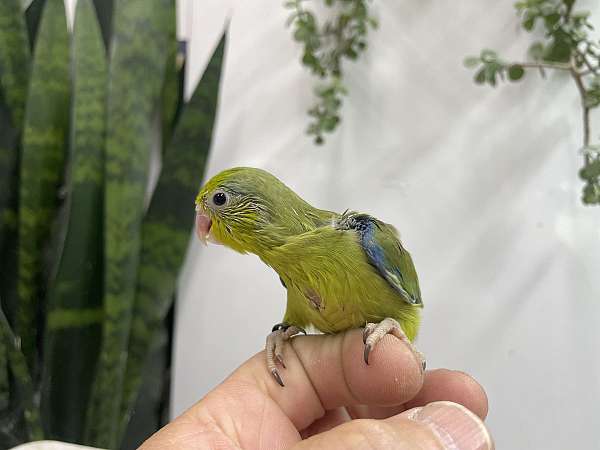 rare-bird-for-sale-in-hillside-nj