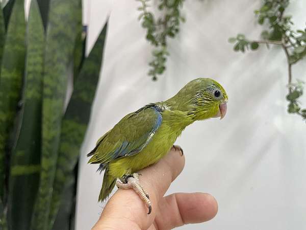 pacific-parrotlet-for-sale