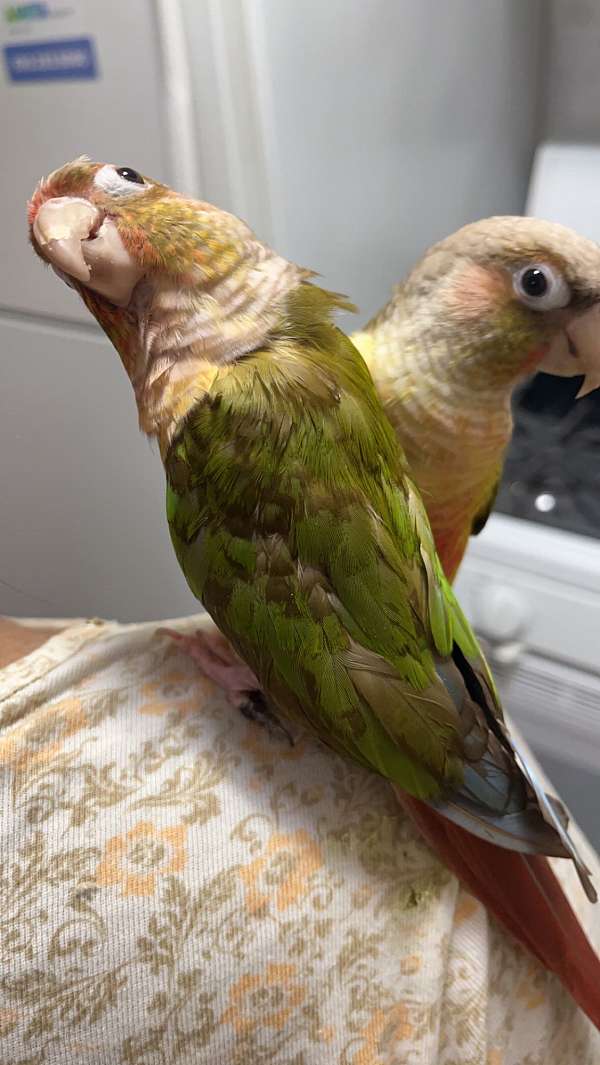 green-cheek-conure-for-sale