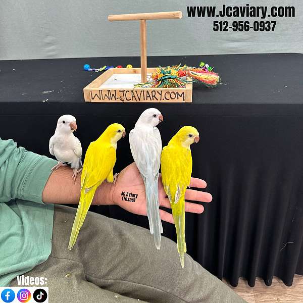 quaker-parrots-for-sale