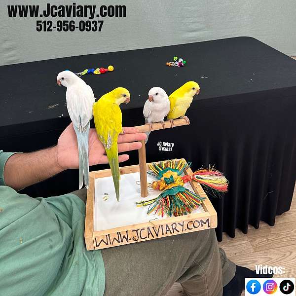 green-yellow-quaker-parrots-for-sale
