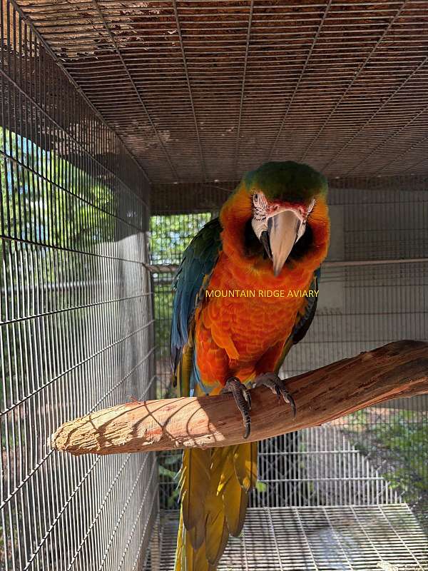 macaw-for-sale