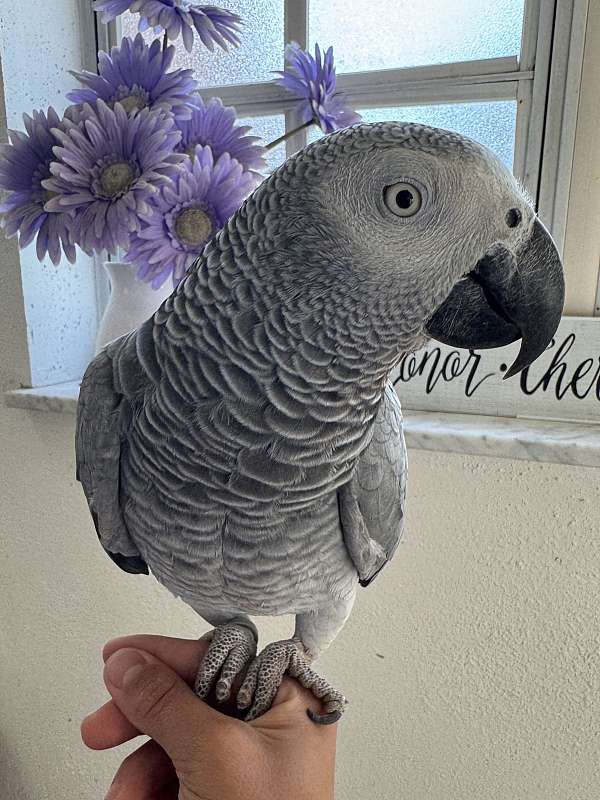congo-african-grey-parrot-for-sale